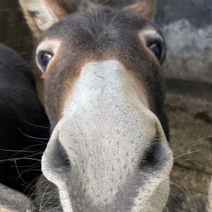 Alfie